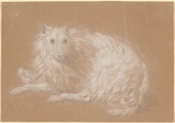 Ein liegender langhaariger Hund