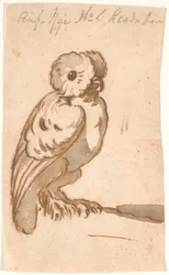 Eine Eule