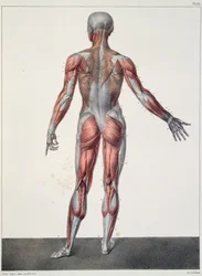 Anatomie des menschlichen Körpers, aus „Traité Complet d