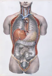 Innere Organe, Tafel aus 