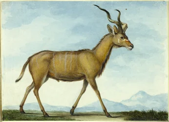 Ein Kudu