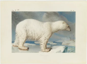Eisbär