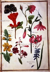 Blumenstudien