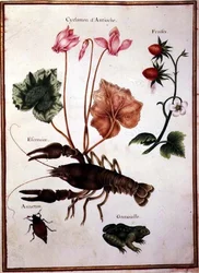 Cyclamen, Alpen-Erdbeere, ein Hummer und ein Frosch