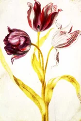 Tulpen, ca. 1675