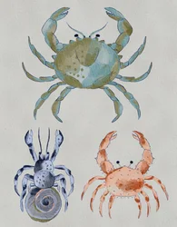 Ozeankrebse Aquarell