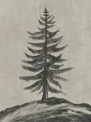 Einsamer Kiefer