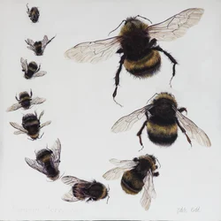 Bombus, 2015
