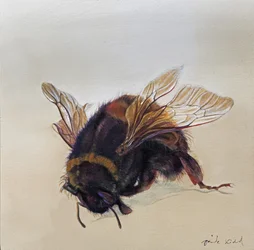 Bombus terrestris 10, 2013