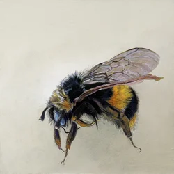 Bombus terrestris 1 (b), 2008