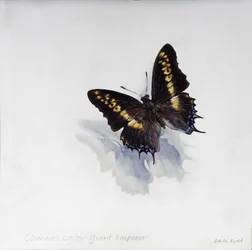 Charaxes castor, Riesenkaiser, 2014