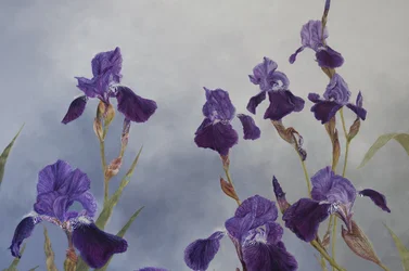 Iris hybrida (Detail), 2015