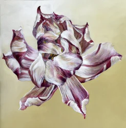 Tulipa