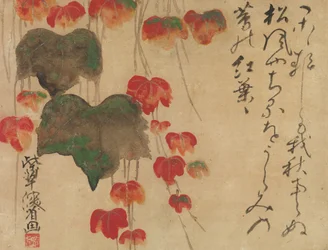 Herbst-Efeu, nach 1732