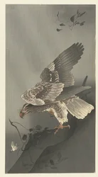 Adler lauert auf Beute