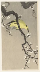 Chinesischer Pirol auf einem Pflaumenblütenzweig