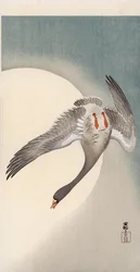 Fliegende Weißwangengans vor dem Mond