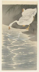 Gänse am Ufer
