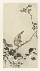 Gimpel auf einem Blütenzweig