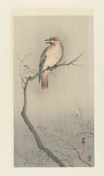 Japanische Seidenschwanz auf Ast