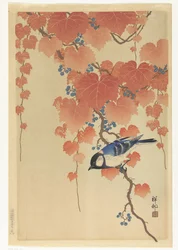 Kohlmeise auf Paulownia-Zweig