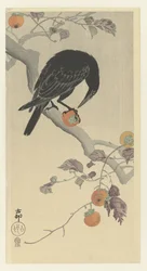 Krähe mit Kakifrucht