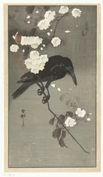 Krähe mit Kirschblüte