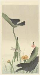 Libelle und Lotus