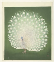 Pfau