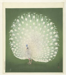 Pfau