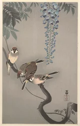 Spatzen bei Wisteria