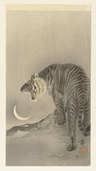 Brüllender Tiger