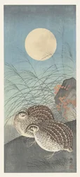 Zwei Wachteln bei Vollmond