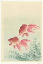 Zwei Schleierschwanz-Goldfische