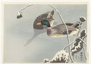 Zwei Stockenten nahe einer schneebedeckten Lotusblume