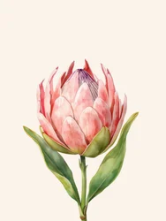 Pinkfarbene Protea-Blüte
