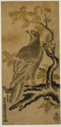 Ein Falke auf einem Kiri-Baum