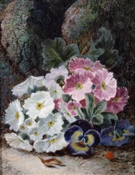 Stillleben mit Primeln und Stiefmütterchen. Gemälde von Oliver Clare (um 1853-1927) Privatsammlung.
