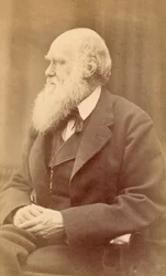Porträt von Charles Darwin im Alter von 72 Jahren, ca. 1871