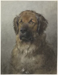 Kopf eines Leonbergers, von vorne