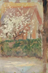 Weißblühender Baum im Vorgarten