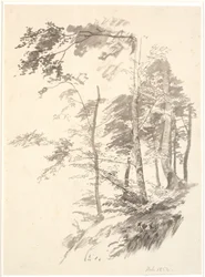 Buchen auf einem Abhang