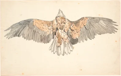 Ein toter Mäusebussard mit ausgebreiteten Flügeln