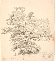 Eine große Eiche, unter der ein zeichnender Mann sitzt