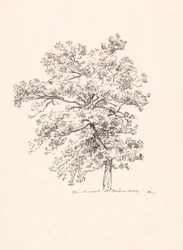 Baum bei Fredensborg
