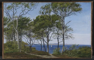 Blick durch Buchen über einen Fjord