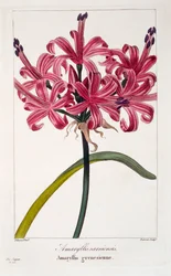 Amaryllis A. sarniensis, veröffentlicht 1836