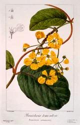 Banisteria: B. tormentosa, veröffentlicht 1836
