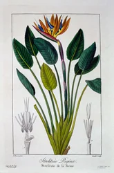 Paradiesvogel oder Kranichblume, veröffentlicht 1836