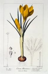 Crocus Maesiacus, 1836